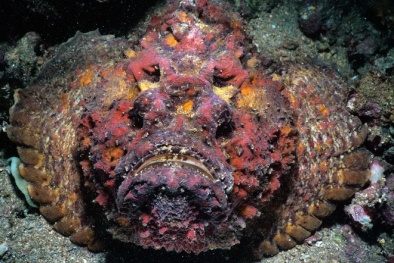 Hãi hùng những con 'quái vật biển'